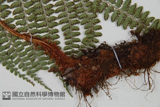 斜方複葉耳蕨藏品圖，第3張