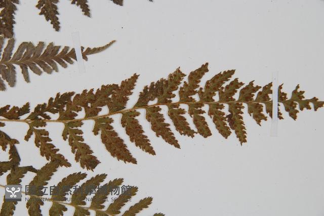 細毛碗蕨藏品圖，第7張