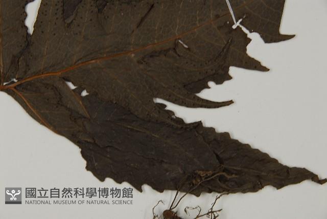 三叉蕨藏品圖，第4張