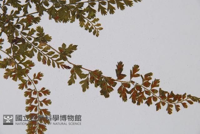 鈍齒鐵角蕨藏品圖，第4張