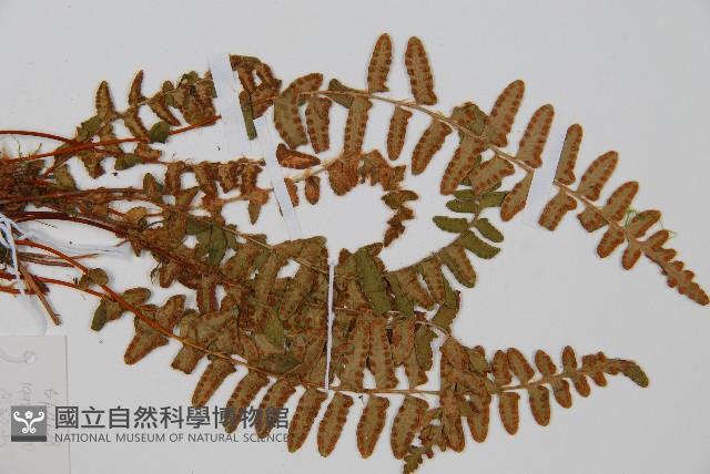 岩蕨藏品圖，第7張