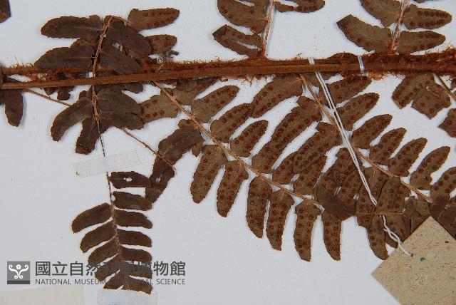 闊鱗鱗毛蕨藏品圖，第4張
