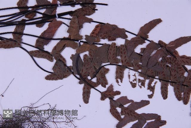 生芽鐵角蕨藏品圖，第4張