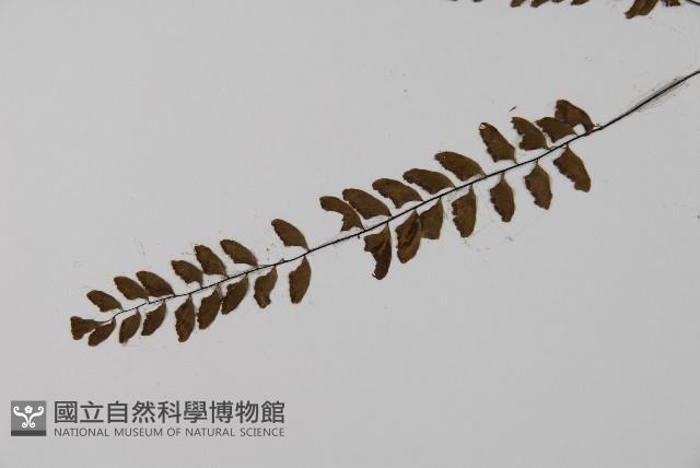 愛氏鐵線蕨藏品圖，第4張