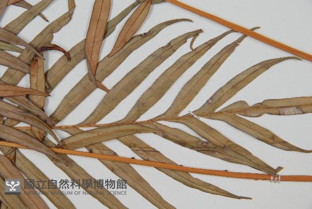 烏毛蕨藏品圖，第4張