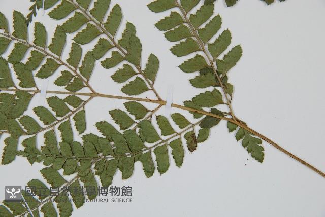 斜方複葉耳蕨藏品圖，第3張