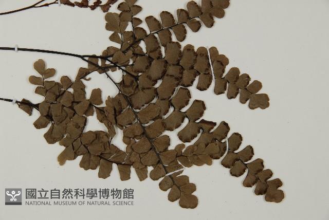 扇葉鐵線蕨藏品圖，第3張