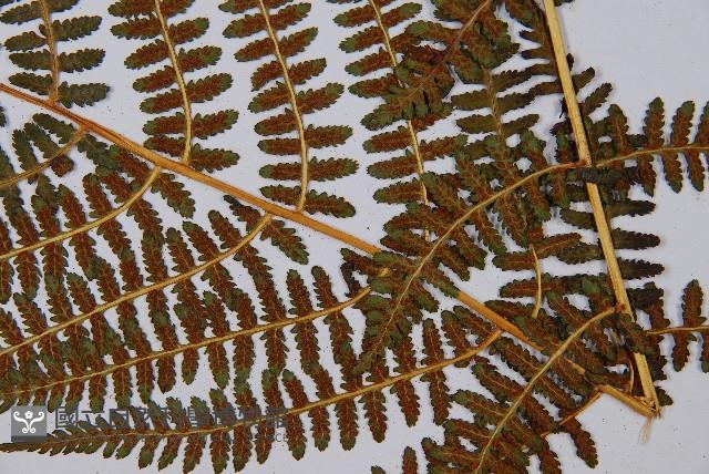 登錄號:P003712藏品圖，第4張