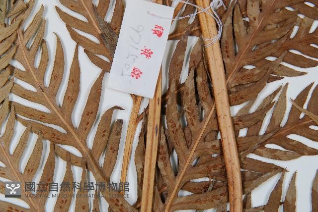 東方狗脊蕨藏品圖，第4張