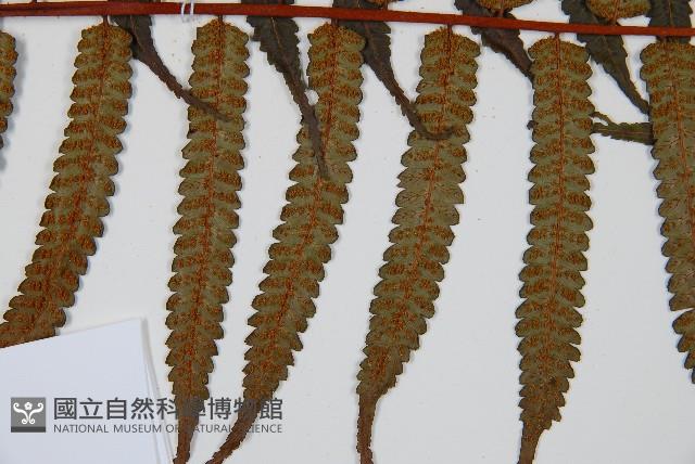 黑桫蕨藏品圖，第4張