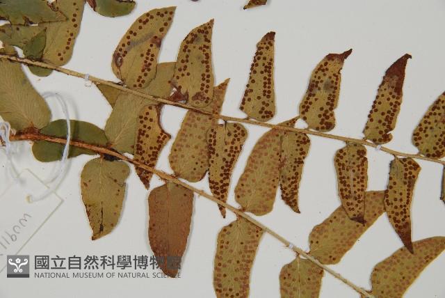 貫眾蕨藏品圖，第3張