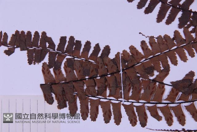 生芽鐵角蕨藏品圖，第4張