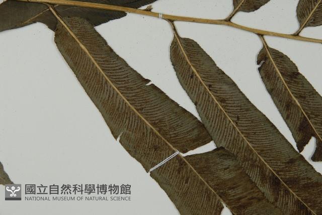 日本鳳丫蕨藏品圖，第4張