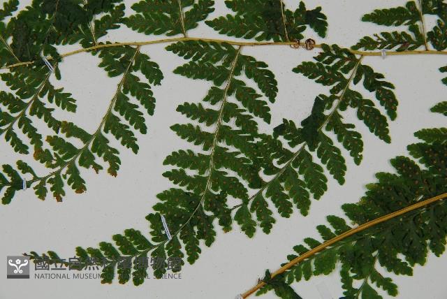 嫩鱗蓋蕨藏品圖，第4張