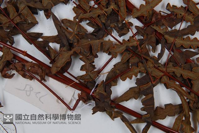 栗蕨藏品圖，第4張