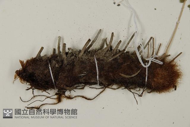 腫足蕨藏品圖，第4張