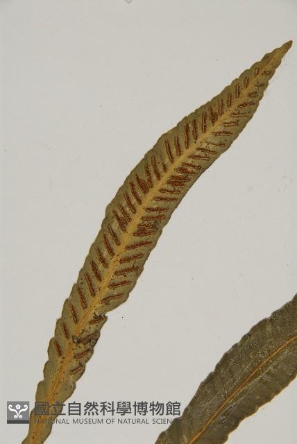 叢葉鐵角蕨藏品圖，第4張