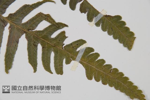 毛柄短腸蕨藏品圖，第4張