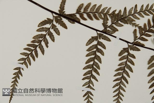 粉葉蕨藏品圖，第4張
