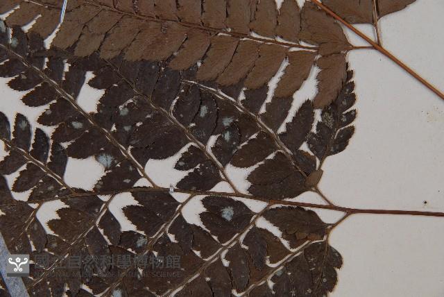 斜方複葉耳蕨藏品圖，第3張