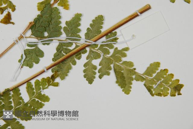 熱帶鱗蓋蕨藏品圖，第4張