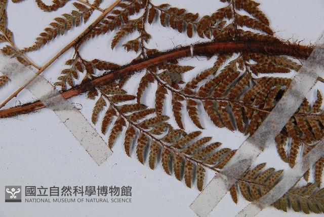 細葉複葉耳蕨藏品圖，第4張