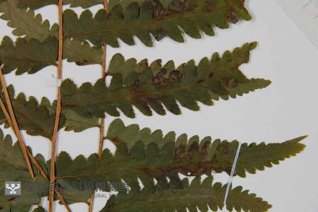 臺北鱗蓋蕨藏品圖，第1張