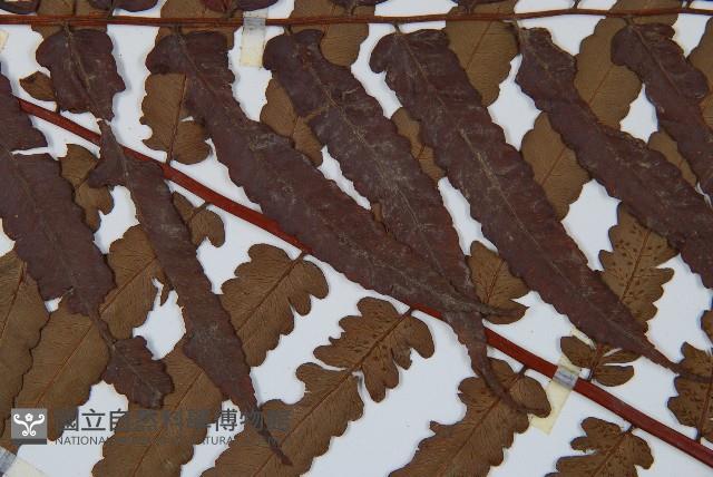 黑桫蕨藏品圖，第4張