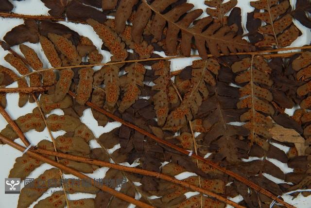 闊鱗鱗毛蕨藏品圖，第4張