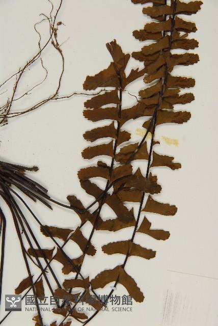 生芽鐵角蕨藏品圖，第4張