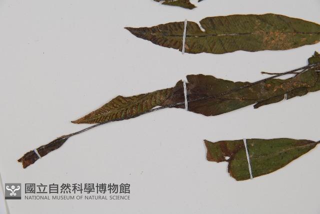 狹基巢蕨藏品圖，第4張