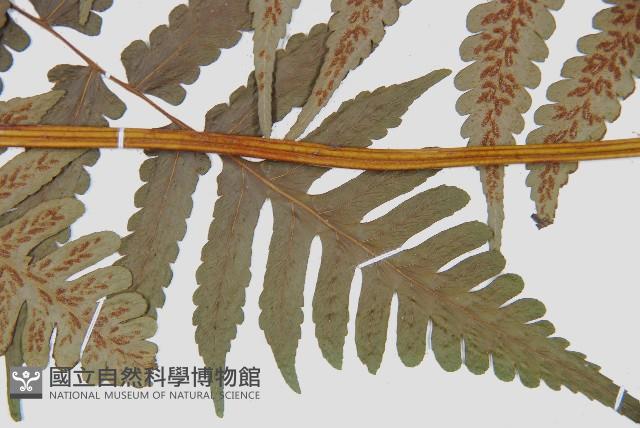 德氏雙蓋蕨藏品圖，第3張