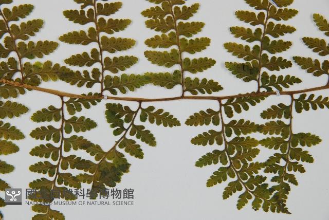 熱帶鱗蓋蕨藏品圖，第4張