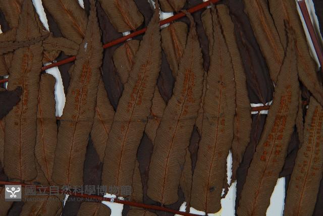 黑桫蕨藏品圖，第4張