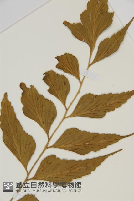 鐮葉鐵角蕨藏品圖，第4張