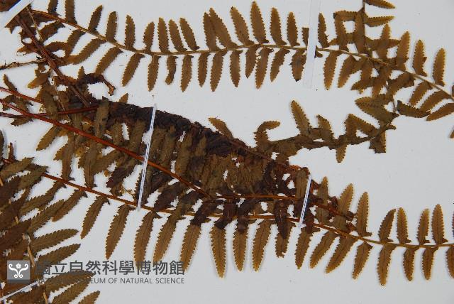 岩穴蕨藏品圖，第4張