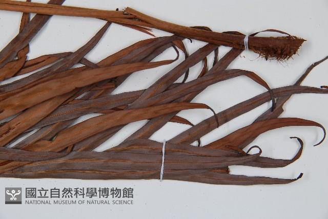 烏毛蕨藏品圖，第3張