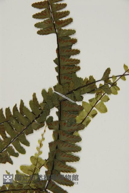 生芽鐵角蕨藏品圖，第4張