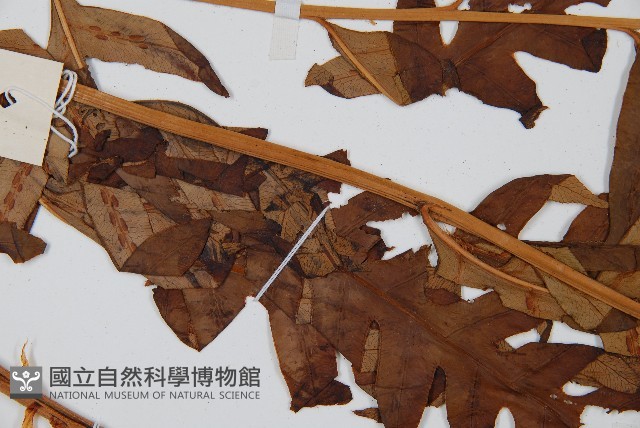 生芽狗脊蕨、頂芽狗脊蕨藏品圖，第4張