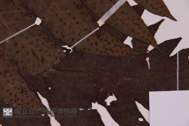 雲南三叉蕨藏品圖，第4張