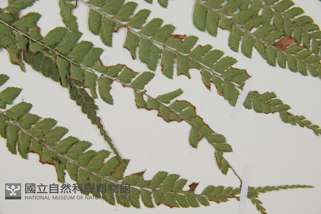 斜方複葉耳蕨藏品圖，第4張