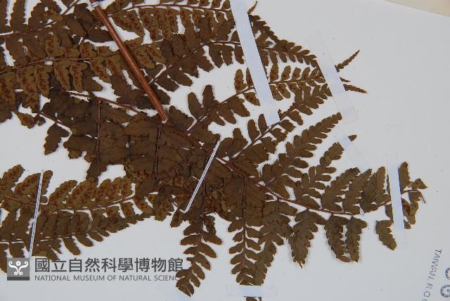 倉田氏蹄蓋蕨藏品圖，第4張