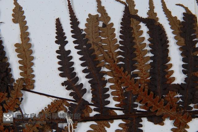 大葉黑桫欏藏品圖，第4張