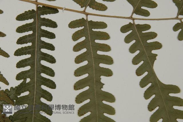 黃腺羽蕨藏品圖，第7張