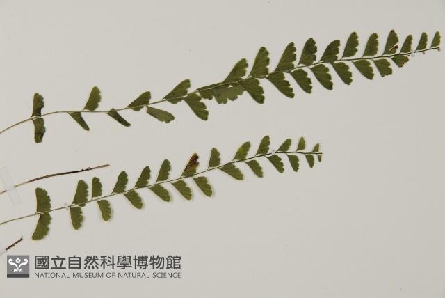 陵齒蕨、鱗始蕨藏品圖，第4張