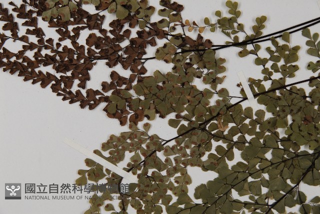 白背鐵線蕨藏品圖，第7張
