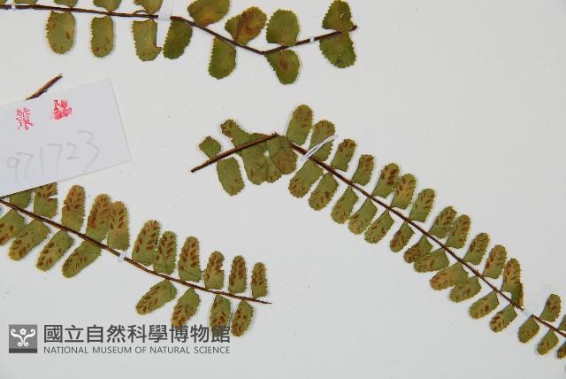 三翅鐵角蕨藏品圖，第4張