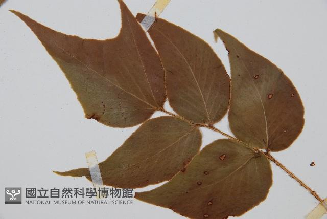 細齒貫眾蕨藏品圖，第4張