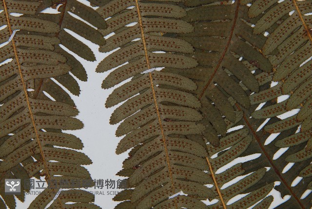 登錄號:P010052藏品圖，第4張