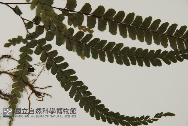 毛葉鐵線蕨藏品圖，第3張
